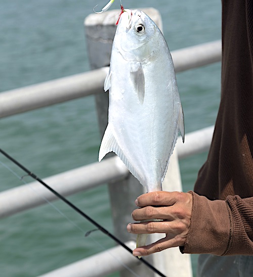 Florida pompano caught at Florida pier with rod and reel, hook and line.
