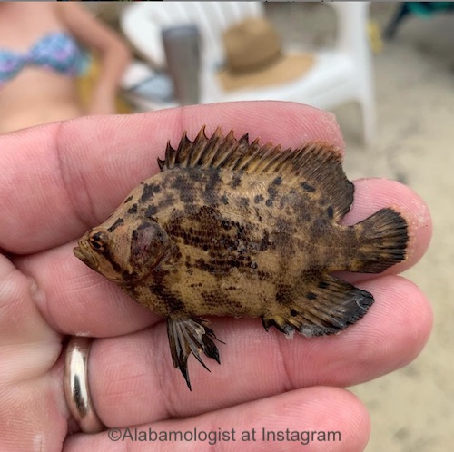 Very small juvenile Tripletail fish held by a biologist.
