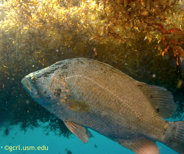Tripletail fish hiding under ocean weeds at the surface