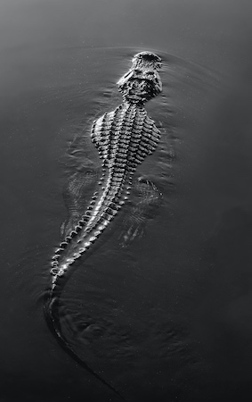 Freshwater alligators are common in all Florida fishing spots along rivers and lakes, even manmade lakes in residential areas. Be aware at all times.