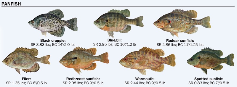 Florida Black crappie fish compared to other panfish, and Florida State records.
