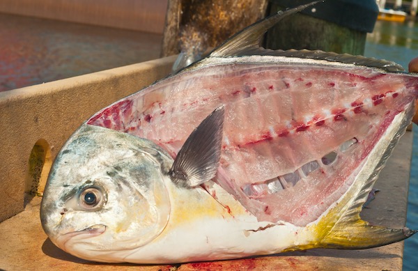 Filleted pompano on the doc. Sad to see so much waste.