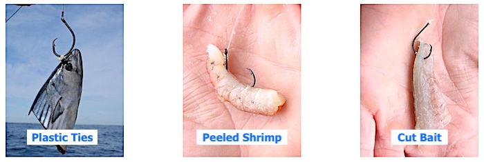 Circle hook placement and best practices for a variety of bait (3 photos).