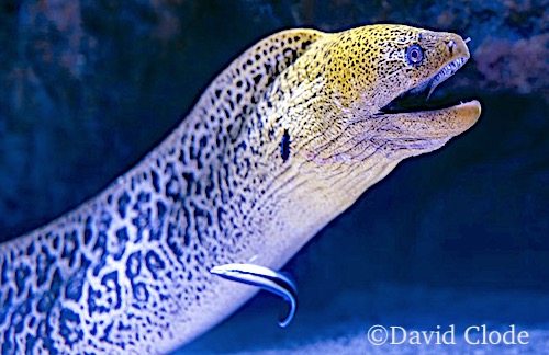 Moray Eel with mouth open, just like I remember it.