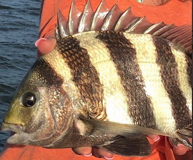 Sheepshead fish in Southern Florida.