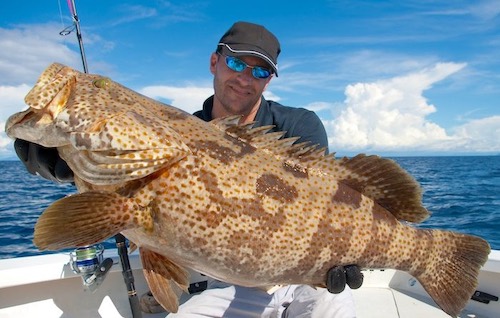 Catching big grouper guide for Florida anglers.