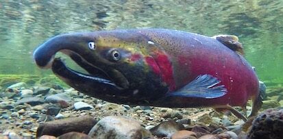 Coho salmon spawning showing red color shades.