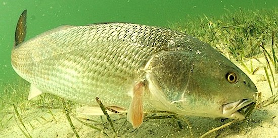 Big redfish bottom feeding. Redfish laws.