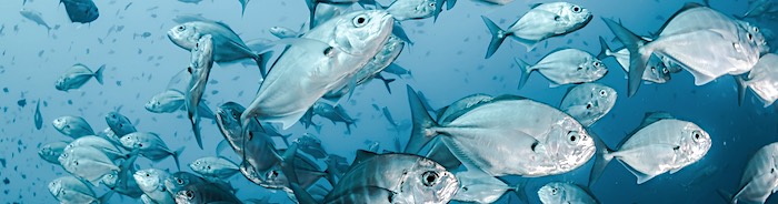 Jacks in a school are a prime spearfishing target.