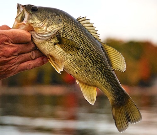 A small largemouth bass caught in a Florida riiver. Bass this size can be 1-3 years old.