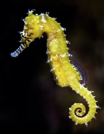 Seahorse like I snagged with a hook while fishing from the Sunshine Skyway Fishing Pier years ago.