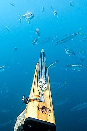 Speargun aiming at Florida fish underwater.