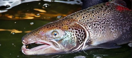 Large Atlantic salmon in spawning phase.