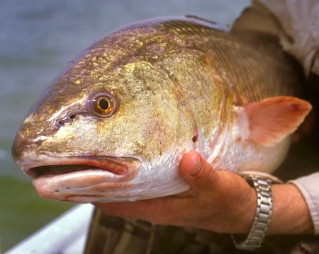 Big lunker red drum caught on a fishing boat.