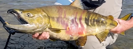 Bright red and black bands around a spawning chum salmon.