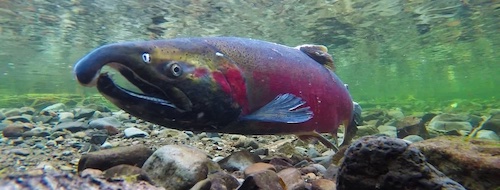 Male Coho Salmon in dark form with red sides - ready for spawning.