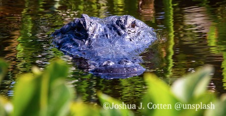 Florida alligators are near freshwater fishing spots like rivers and lakes. Even lakes around apartment complexes.