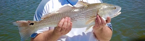 Big redfish over slot length limit in Florida.