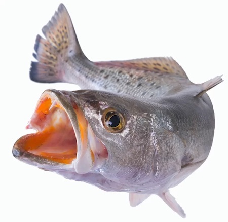 Speckled sea trout for identification.