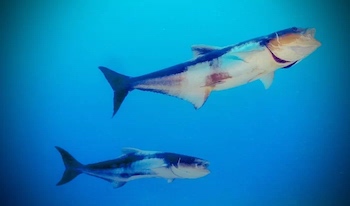 Cobia swimming together underwater in Florida.