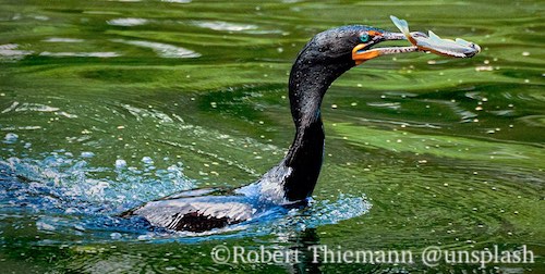 Cormorant catching fish in Florida shallows. These are fast diving birds that can get hooked on your bread hook easily.