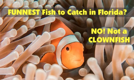Is this fish the most fun to catch in Florida? NOPE! Read to find out which one gives anglers the biggest thrill.