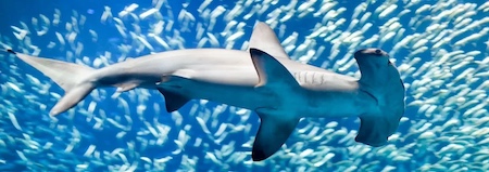 Hammerhead sharks are very common in Florida inshore waters. Tampa Bay is full of them!