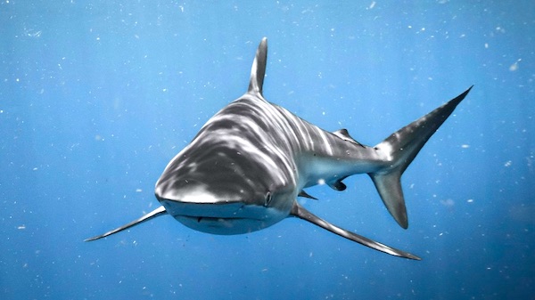 A shark is the fish that is most fun to catch in Florida. By far!