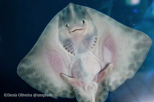 Stingray underside (ventral) surface showing mouth and gills.
