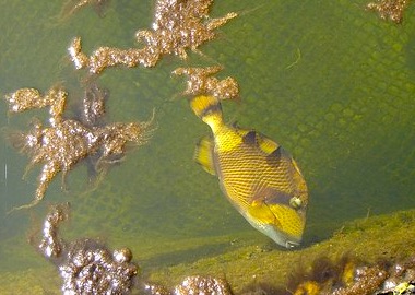 A yellow reef fish with parrot mouth.
