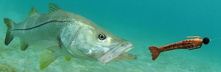 Big snook chasing a huge shrimp lure.