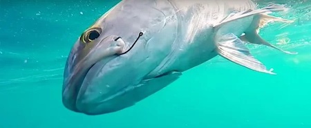 A big greater amberjack caught on circle hook.