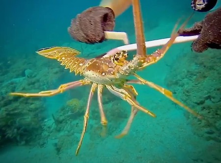 Diver measuring spiny lobster underwater with required tool during harvesting season.