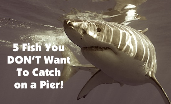 Five fish you don't want to catch while fishing from a pier in Florida or anywhere.