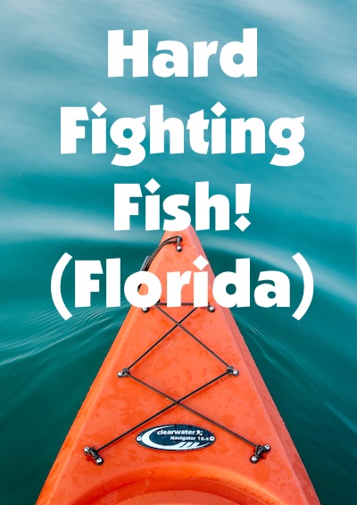 Hard fighting fish in Florida when fishing from a kayak.