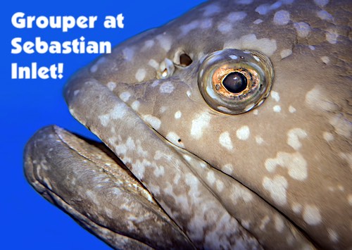 A big grouper close up photo caught at Sebastain Inlet State Park at the fishing pier (north jetty).