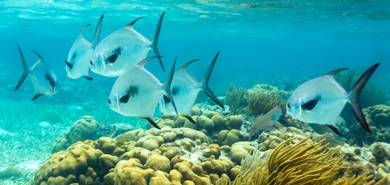 School of Florida permit fish, big and powerful.