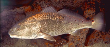 Big redfish at Sebastian Inlet Fishing Pier and park. 