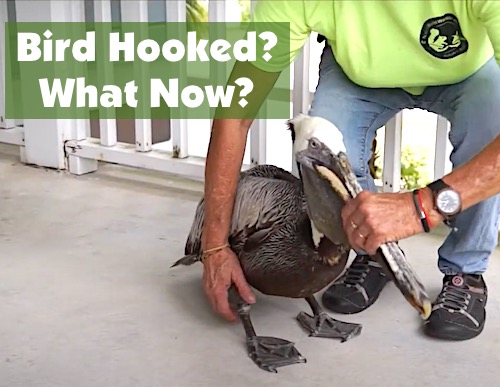 When bird is hooked, what can you do next?