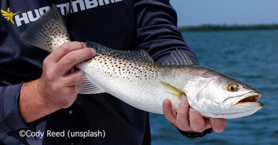 Speckled trout caught at Gulf Fishing Pier, Fort De Soto Park, St. Petersburg, Florida.