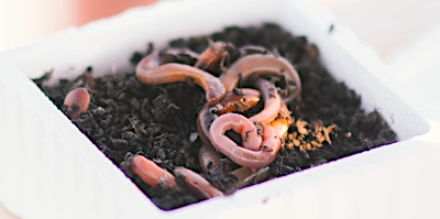 Nightcrawler worms for catching bass, bowfin, large crappie, and large trout.