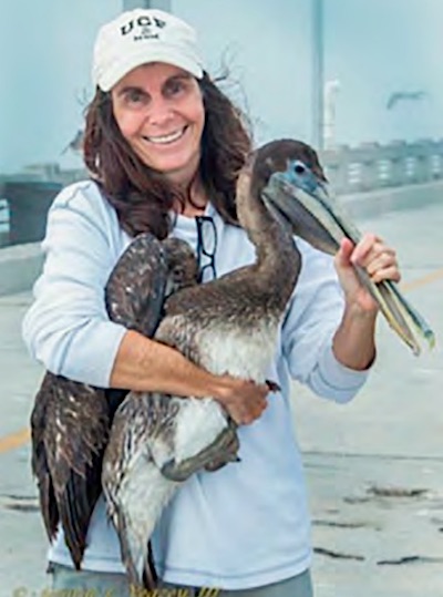 Pelican with hook in beak and proper technique to hold the bird for safety.