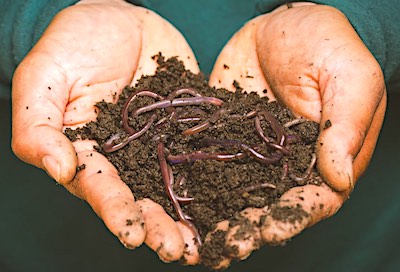 Small red worms, ideal for catching trout and other small freshwater fish like crappie.