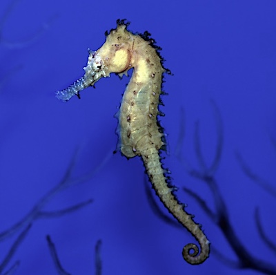 Sweet little harmless and peaceful Florida seahorse.