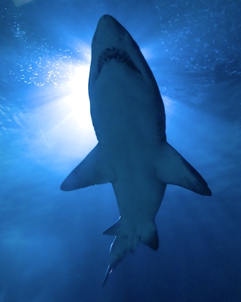 Sharks can be dangerous while fishing in Florida and