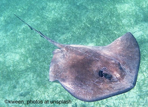 Stingray on the bottom in the sand with a venomous stinging barb.
