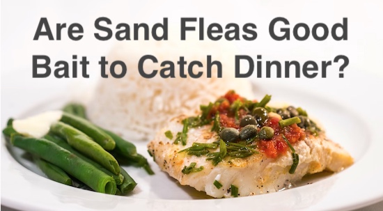 Are sand fleas good bait for dinner when fishing in the saltwater areas of Florida?