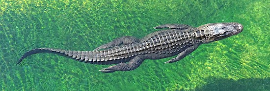 Big Florida alligator swimming in freshwater river.