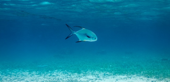 A lone Permit fish swimming in the pelagic zone near Florida flats on the Gulf side.