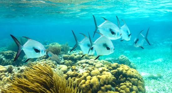 A small school of permit fish swimming in Florida near a small coral reef and looking for crabs to eat.
